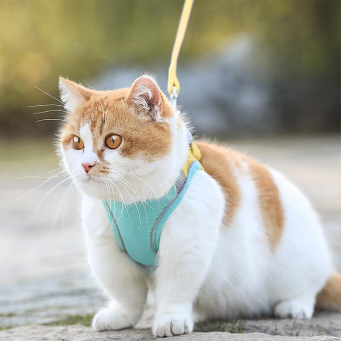 CatVest, oprsnica s povodcem za mačke - Image 6