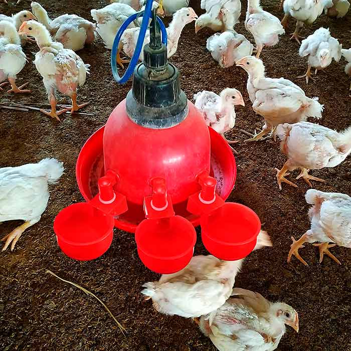 Napajalnik za kokoši deluje avtomatsko, zato se posodica samodejno napolni z vodo, ko je zmanjka!
