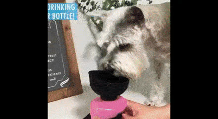 DOGBOTLE, Steklenička za vodo za hišne ljubljenčke - video