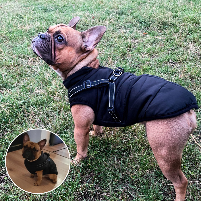 DogJacket, odseven in vodoodporen zimski plašč za psa - Image 6