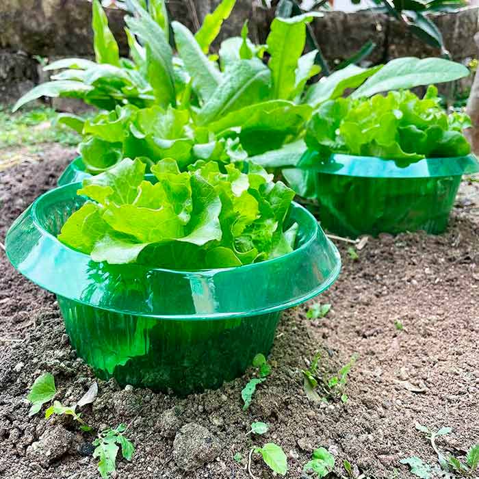 LettuceProtect, zaščita za solato in ostale pridelke (10 kosov) - Image 4