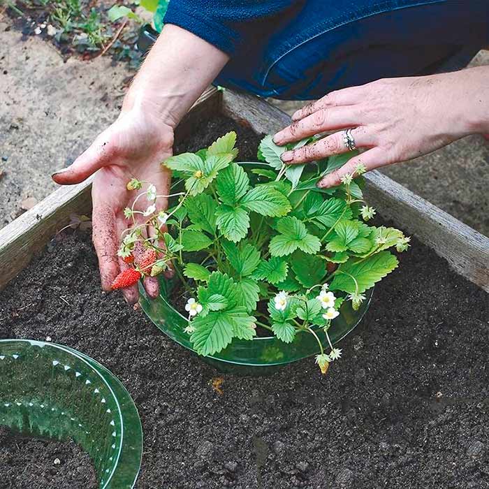 LettuceProtect, zaščita za solato in ostale pridelke (10 kosov) - Image 8