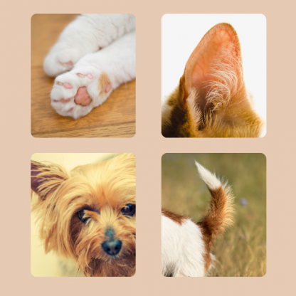 PAWTREAMER, PawPerfect Mini Trimer za Hišne Ljubljenčke - Image 2
