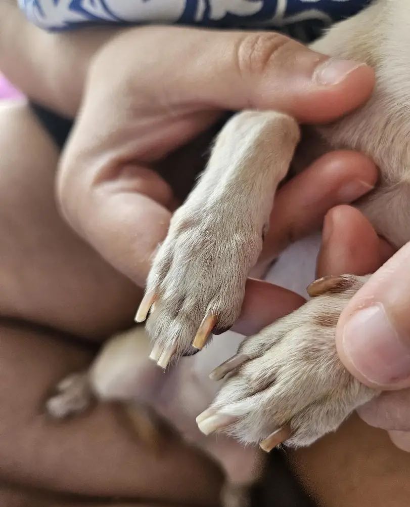 PawGloTrim, pripomoček za striženje krempljev z LED lučko - Image 10