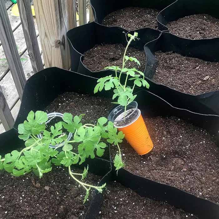 Pocket4Garden, prenosna vrtna greda s 4 ločenimi predeli - Image 6
