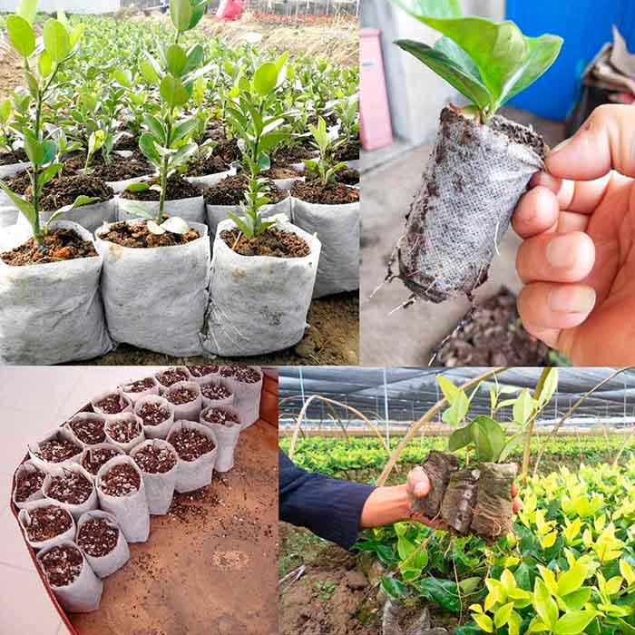 SeedBags, biorazgradljive vrečke za sajenje in gojenje rastlin (100 kosov) - Image 5