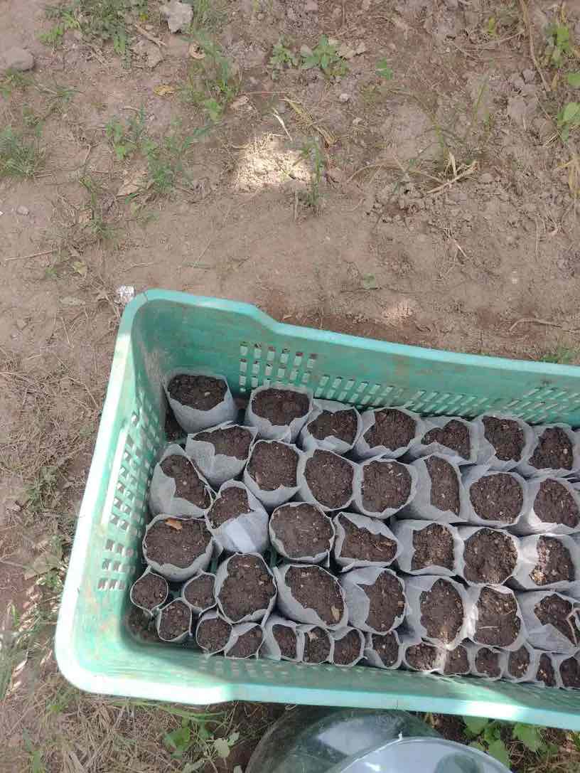 SeedBags, biorazgradljive vrečke za sajenje in gojenje rastlin (100 kosov) - Image 10