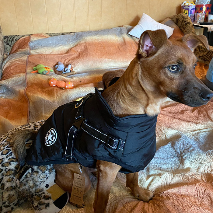 DogJacket, odseven in vodoodporen zimski plašč za psa - Image 9